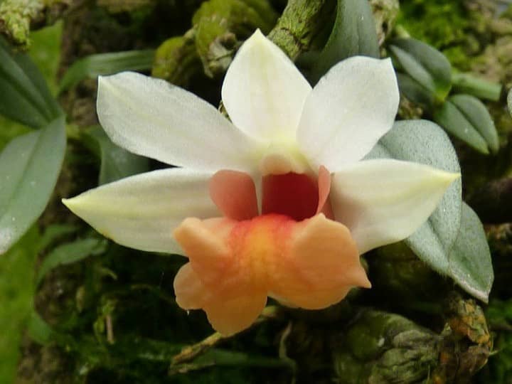 Dendrobium bellatulum