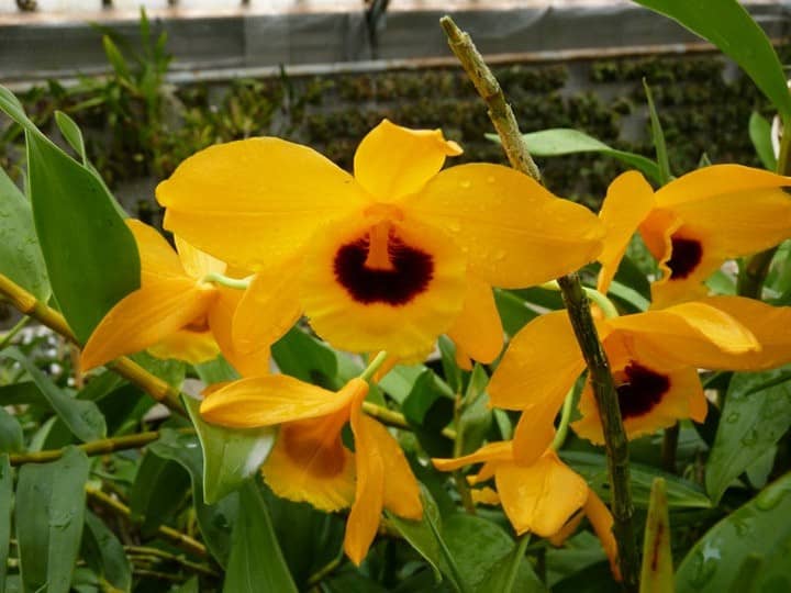 Dendrobium chrysanthum