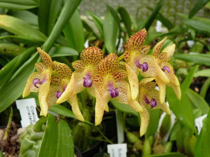 Bulbophyllum