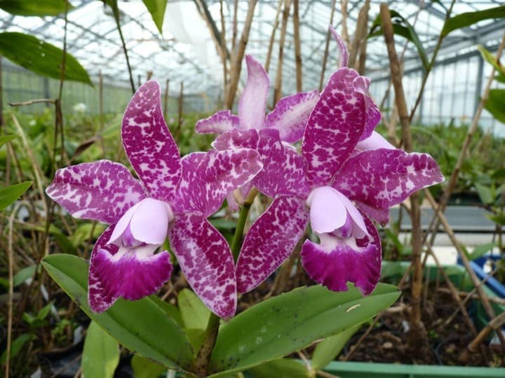 Meine Top 6 Mittelamerika Orchideen 12 orchids & more - ismaning - 17.07.2010_58