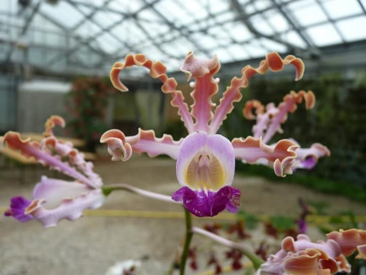 Meine Top 6 Mittelamerika Orchideen 13 orchids & more - ismaning - 17.07.2010_59