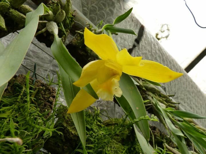 Euchile citrina