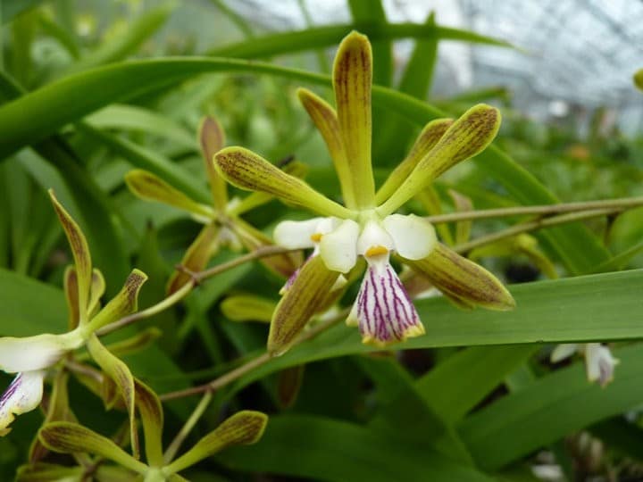 Meine Top 6 Mittelamerika Orchideen 19 orchids & more - ismaning - 17.07.2010_65