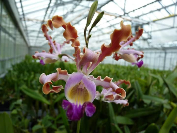 Meine Top 6 Mittelamerika Orchideen 14 orchids & more - ismaning - 17.07.2010_66
