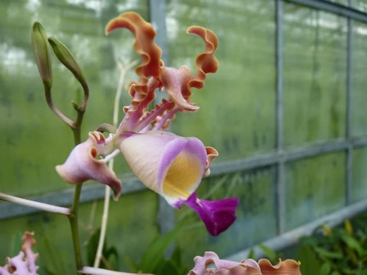 Meine Top 6 Mittelamerika Orchideen 15 orchids & more - ismaning - 17.07.2010_67