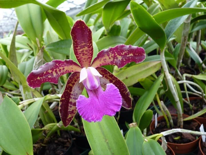 Meine Top 6 Mittelamerika Orchideen 11 orchids & more - ismaning - 17.07.2010_68