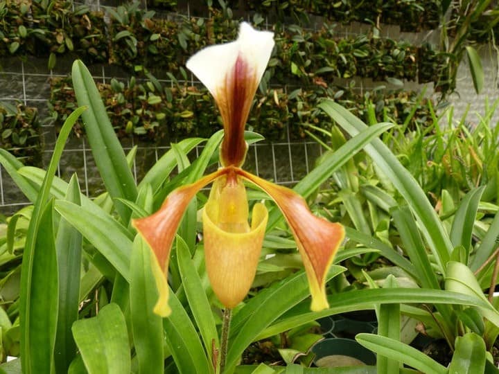 Frauenschuh Orchideen 3 Orchids & More Ismaning 17.07.2010 7