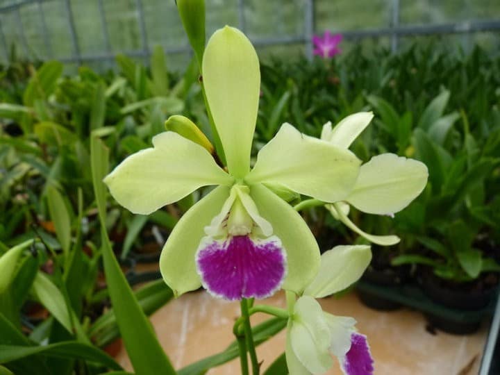 Meine Top 6 Mittelamerika Orchideen 18 orchids & more - ismaning - 17.07.2010_72