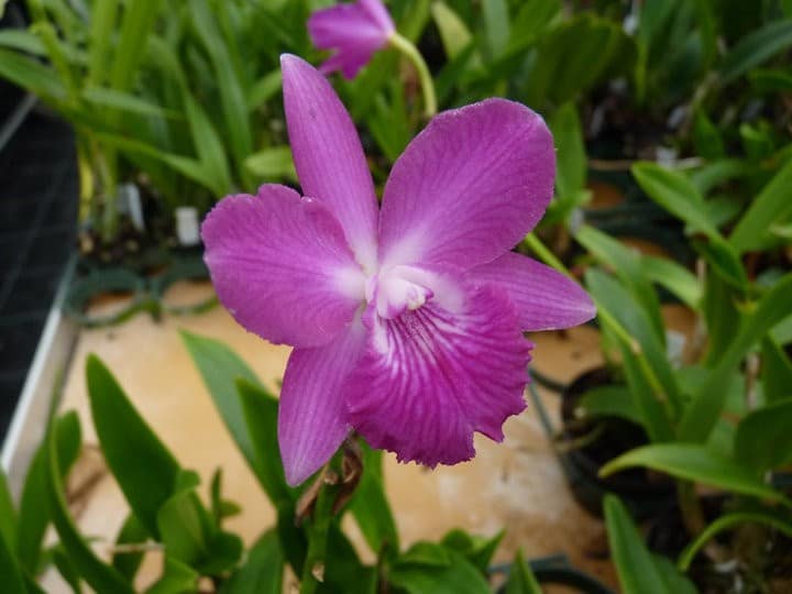 Meine Top 6 Mittelamerika Orchideen 16 orchids & more - ismaning - 17.07.2010_73