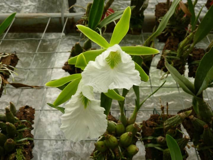 Encyclia, meist unscheinbare Massenblüher