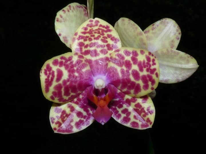 Hallo Orchideenfreunde!