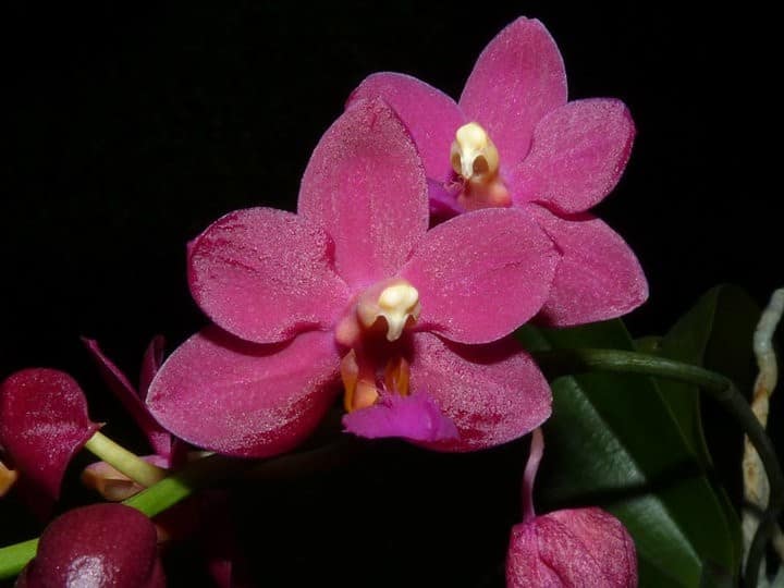 Phalaenopsis 2 was dem gaertner so blueht 5