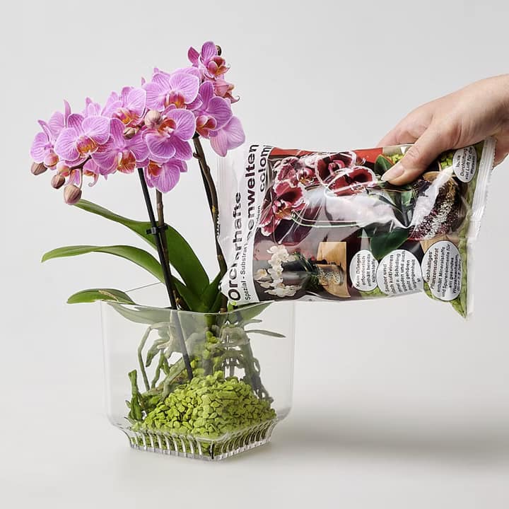 Colomi Orchid Care – Wenn Orchideenpflege erwachsen wird 1 8c