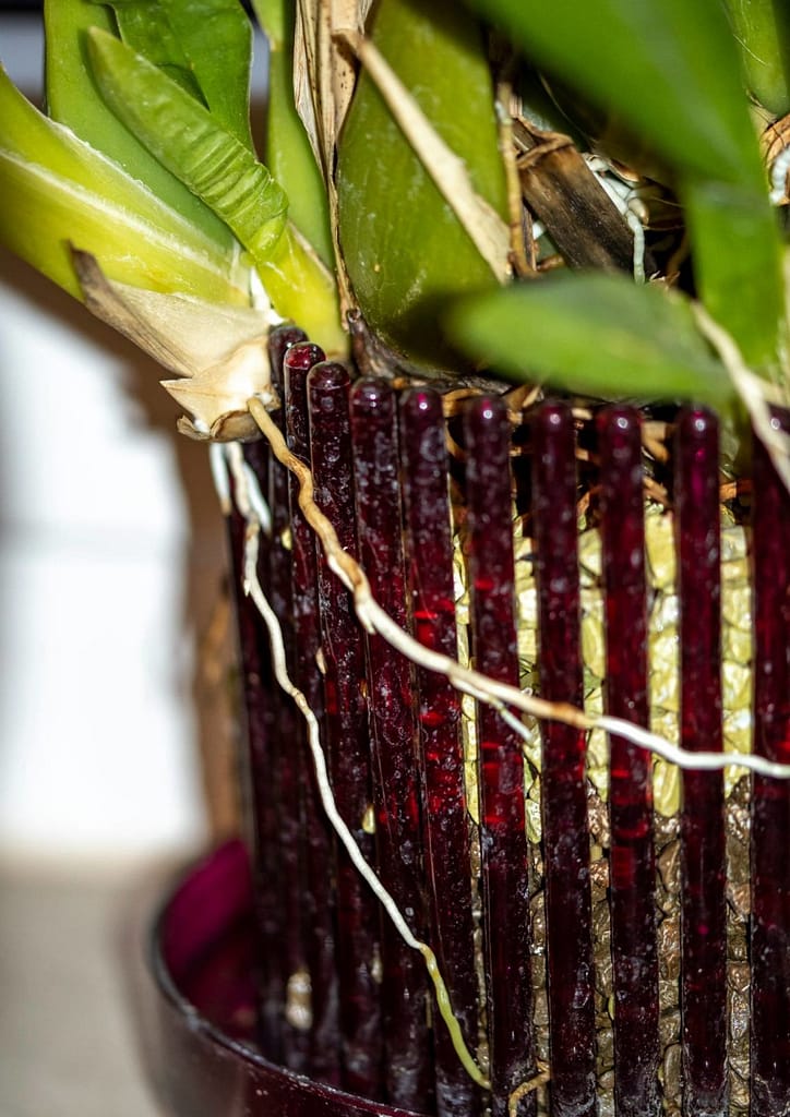 Düngen in Colomi 2 Colmanar Alkmaar 1