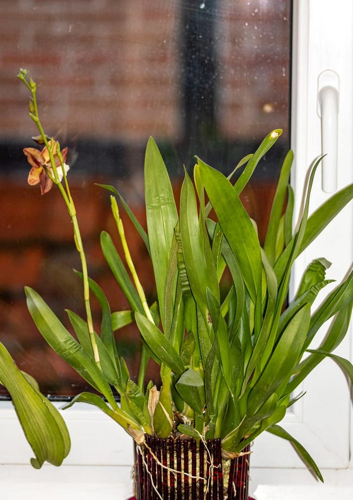 Düngen in Colomi 5 Colmanar Alkmaar 3