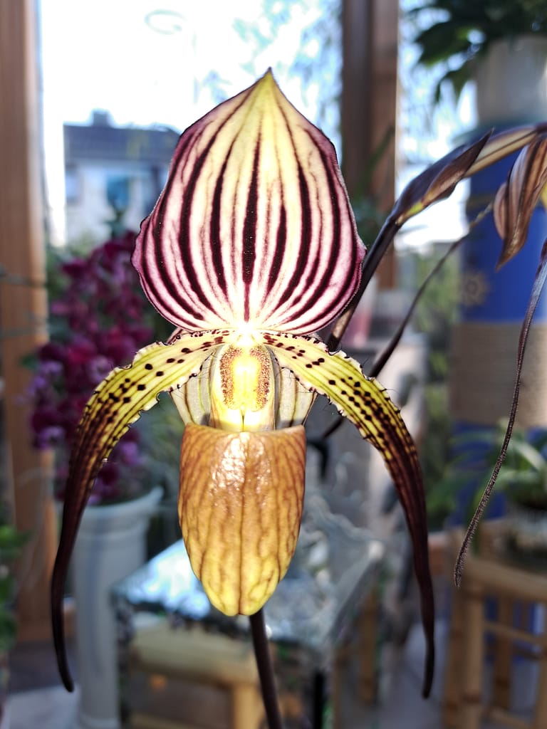 #3 Erfahrung über Colomi 3 20221202_122328