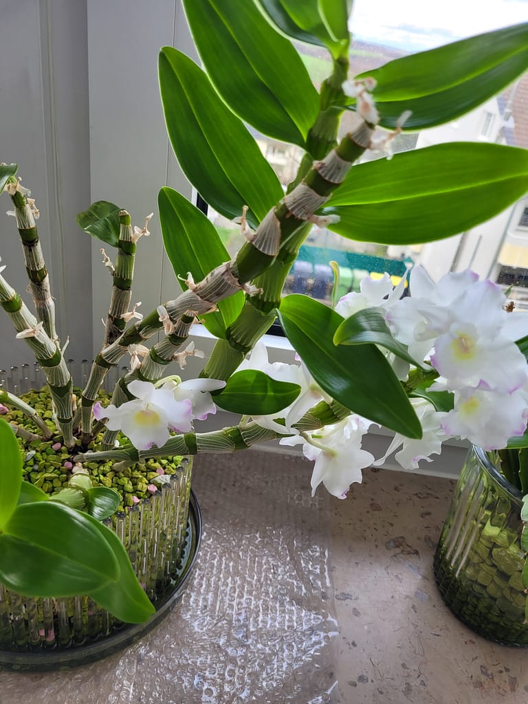 #2 Erfahrung über Colomi 5 dendrobium