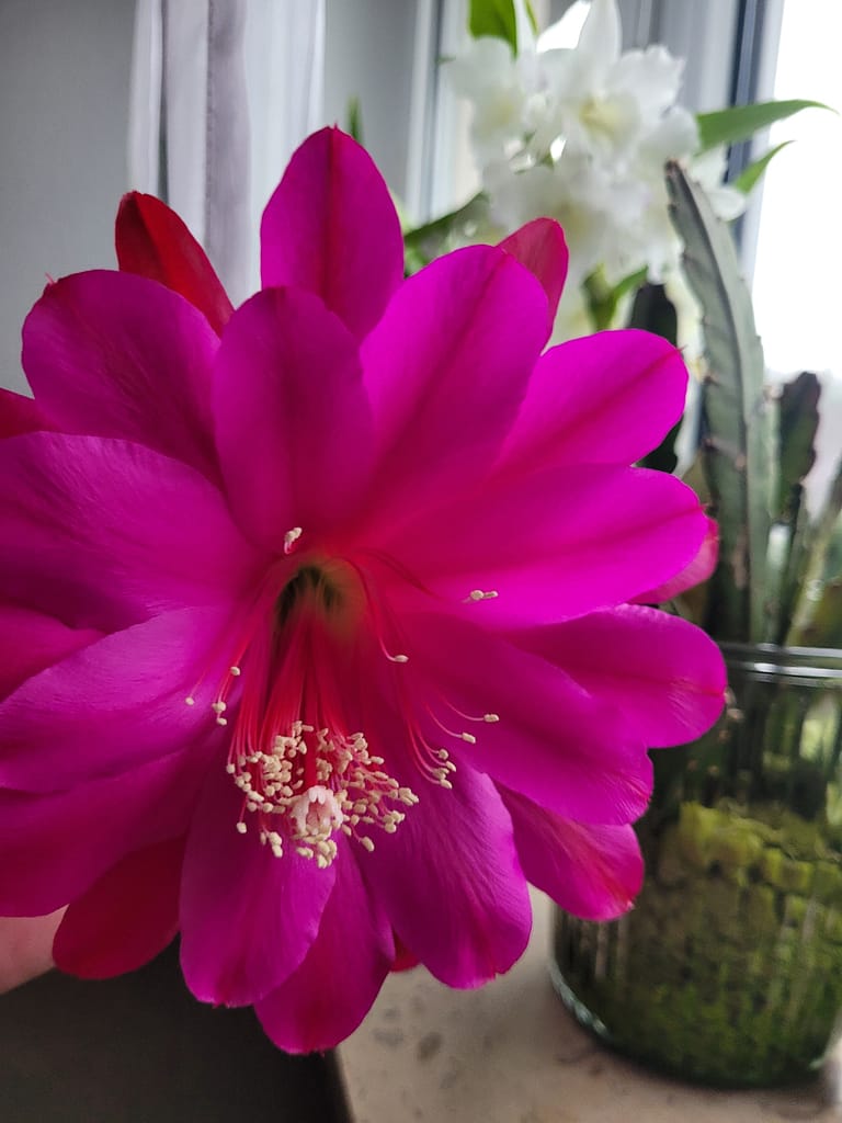 #2 Erfahrung über Colomi 4 kaktee