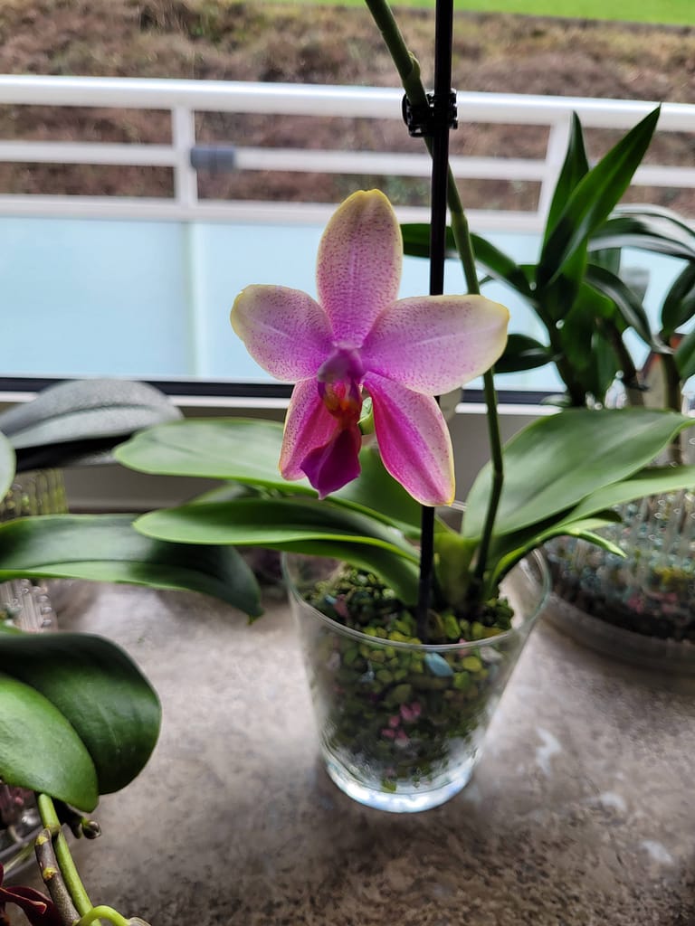 #2 Erfahrung über Colomi 3 phal-liodoro