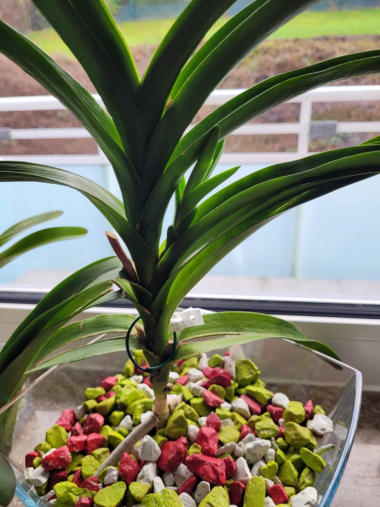 #2 Erfahrung über Colomi 2 vanda