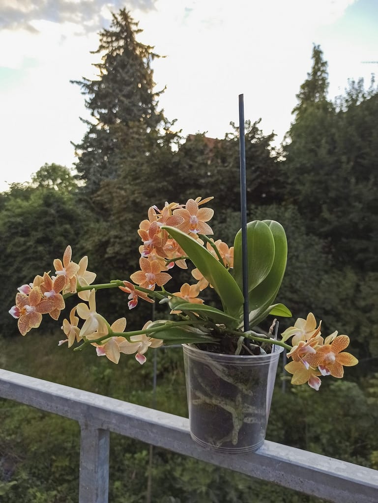 Neue Blüten für die Fensterbank 13 1656705804778_1