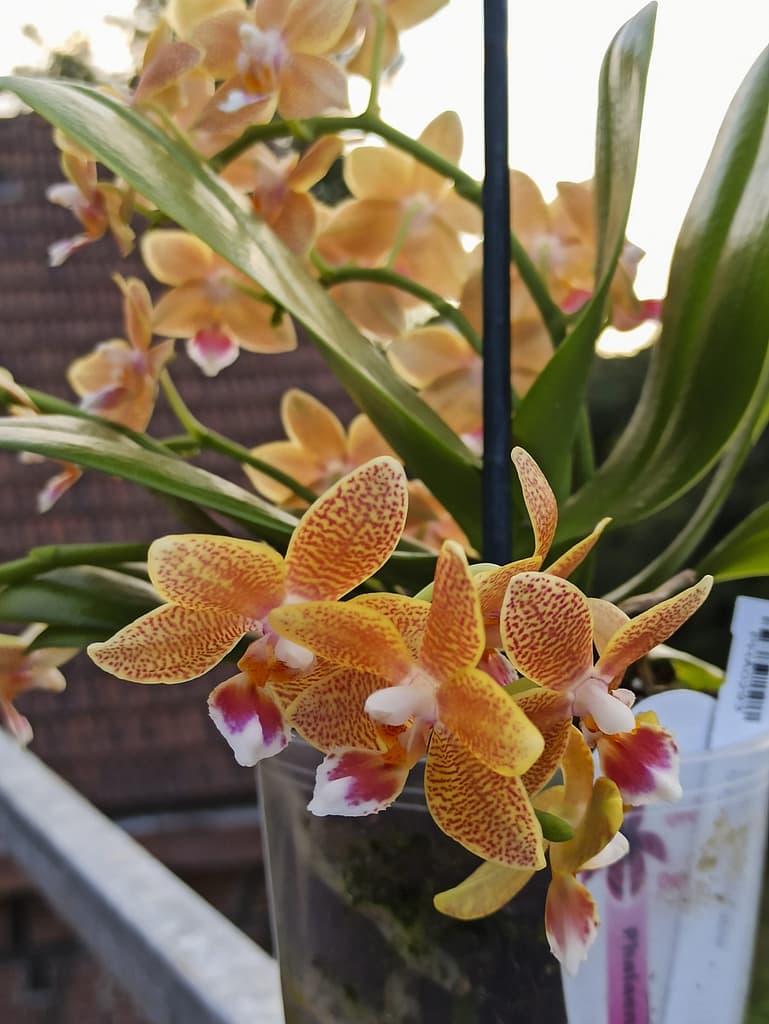 Neue Blüten für die Fensterbank 15 1656705804808