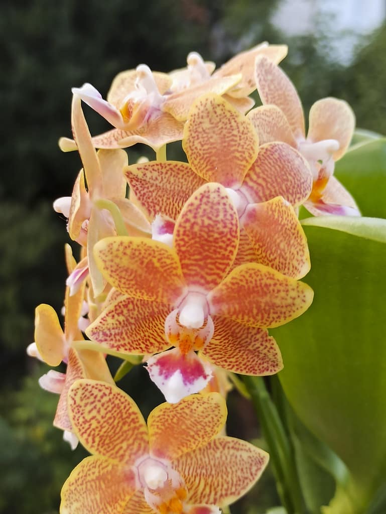 Neue Blüten für die Fensterbank 16 1656705804839