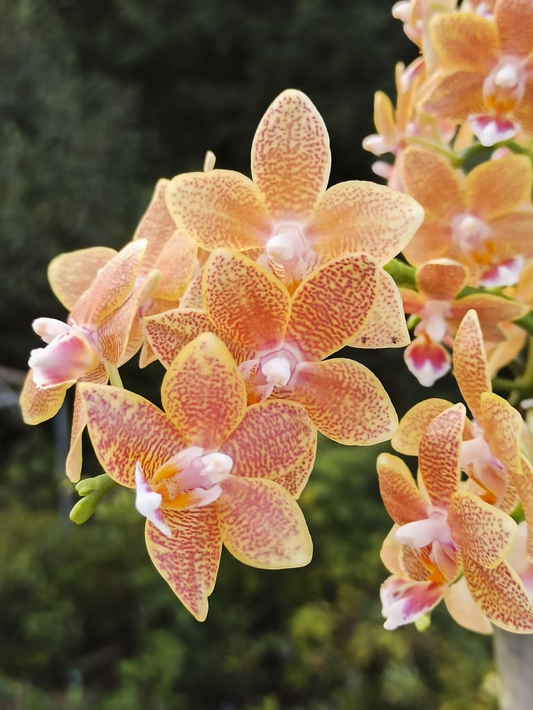 Neue Blüten für die Fensterbank 14 1656705804873