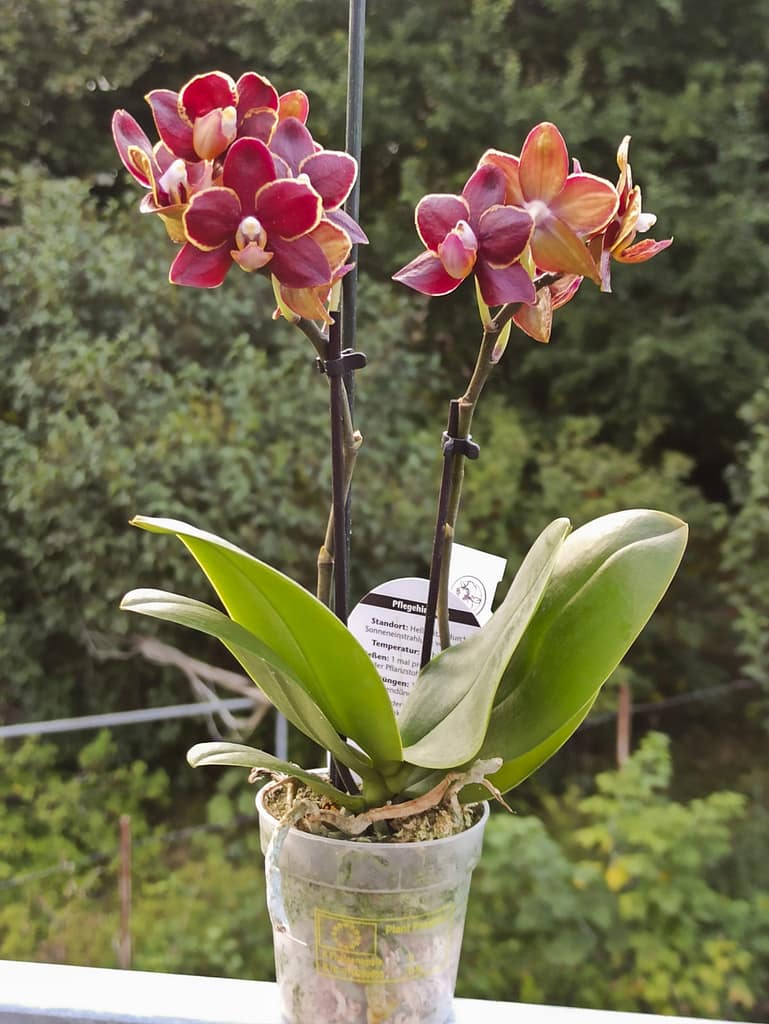 Neue Blüten für die Fensterbank 19 1656705804911