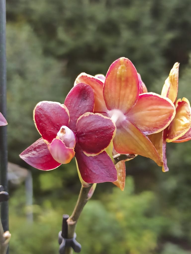 Neue Blüten für die Fensterbank 18 1656705804938