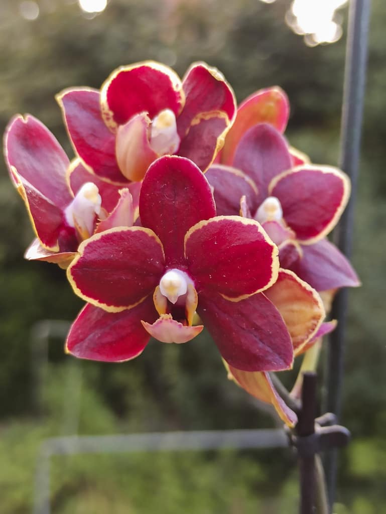 Neue Blüten für die Fensterbank 17 1656705804959