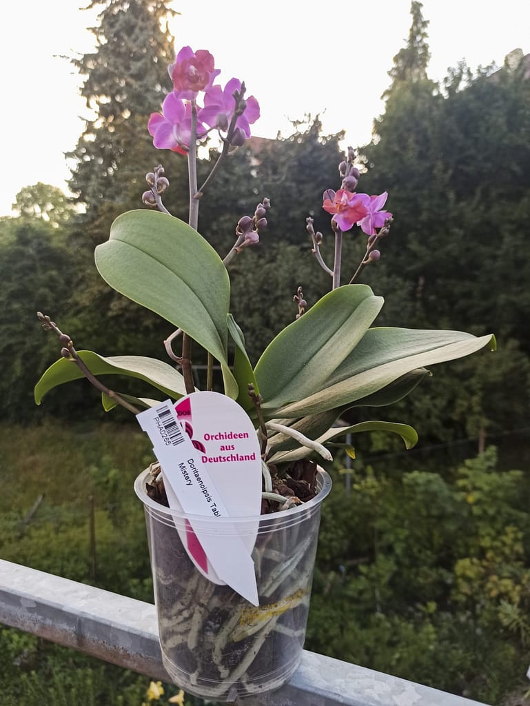 Neue Blüten für die Fensterbank 10 1656705805017