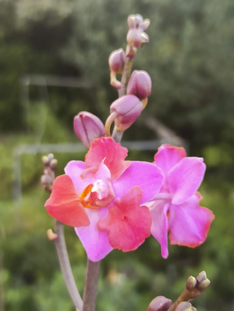 Neue Blüten für die Fensterbank 9 1656705805036