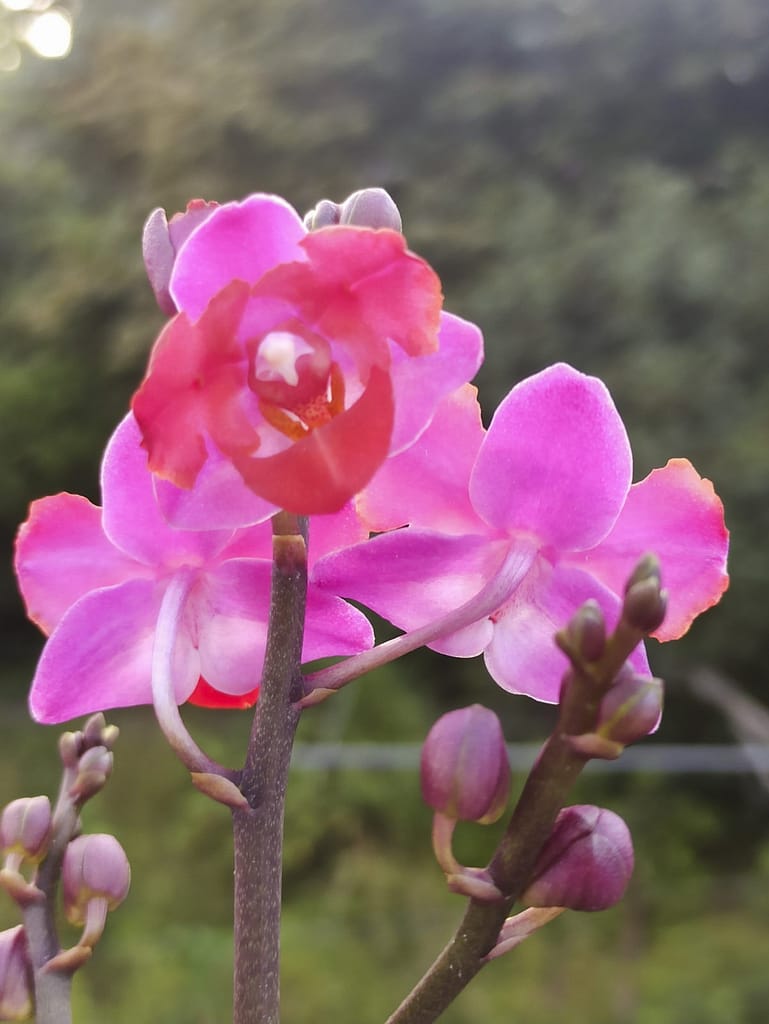 Neue Blüten für die Fensterbank 8 1656705805054