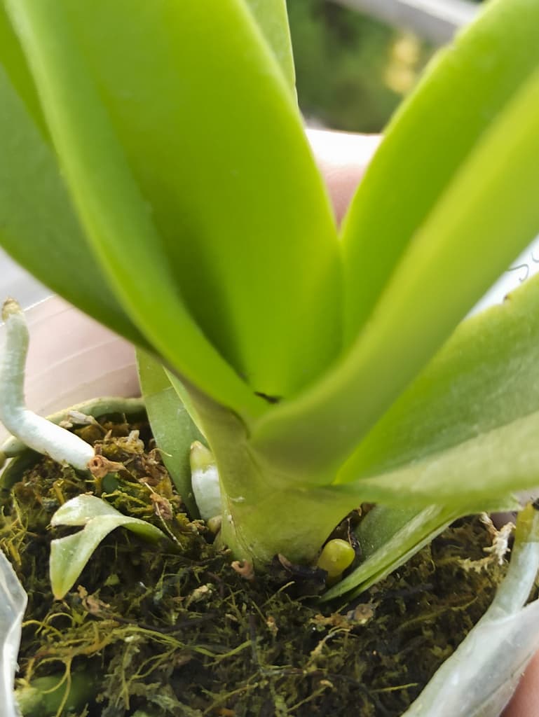 Neue Blüten für die Fensterbank 6 1656705805118