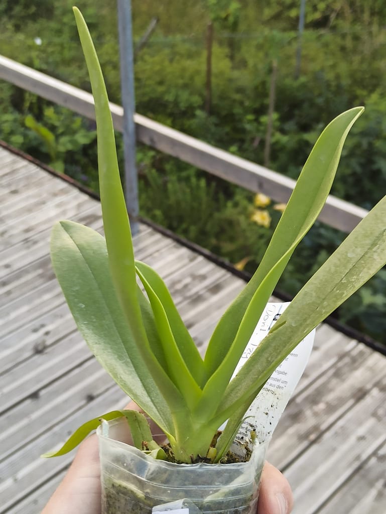 Neue Blüten für die Fensterbank 5 1656705805148