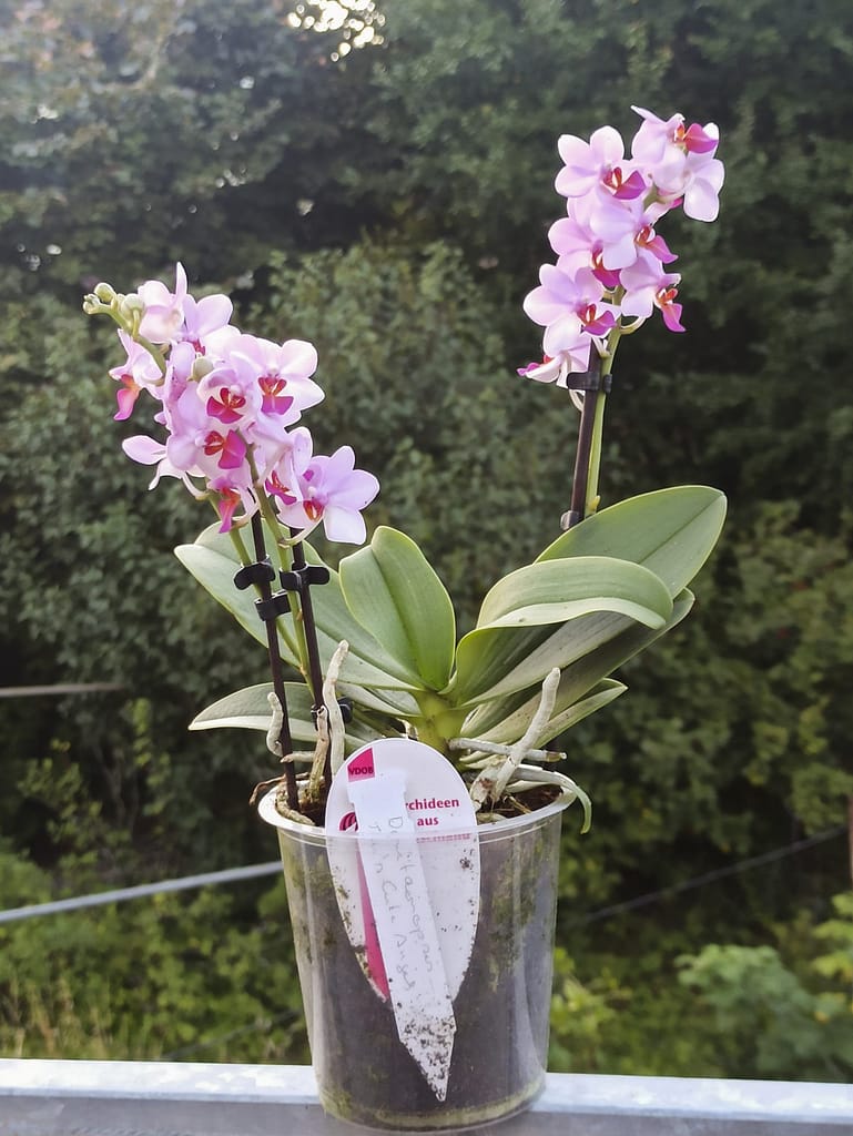 Neue Blüten für die Fensterbank 3 1656705805204