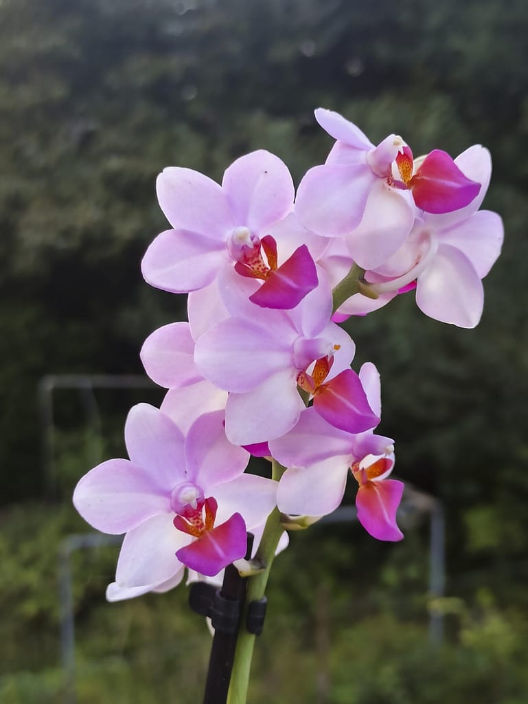 Neue Blüten für die Fensterbank 2 1656705805232