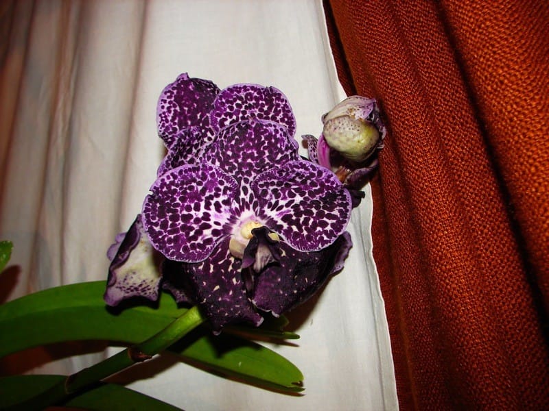 Vanda 8 DSC01226