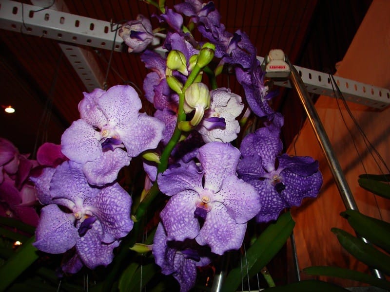 Vanda 9 DSC01227