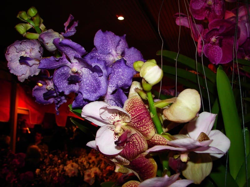 Vanda 10 DSC01228