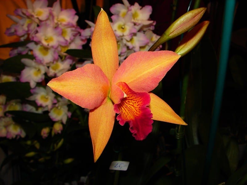 Cattleya 10 DSC01230