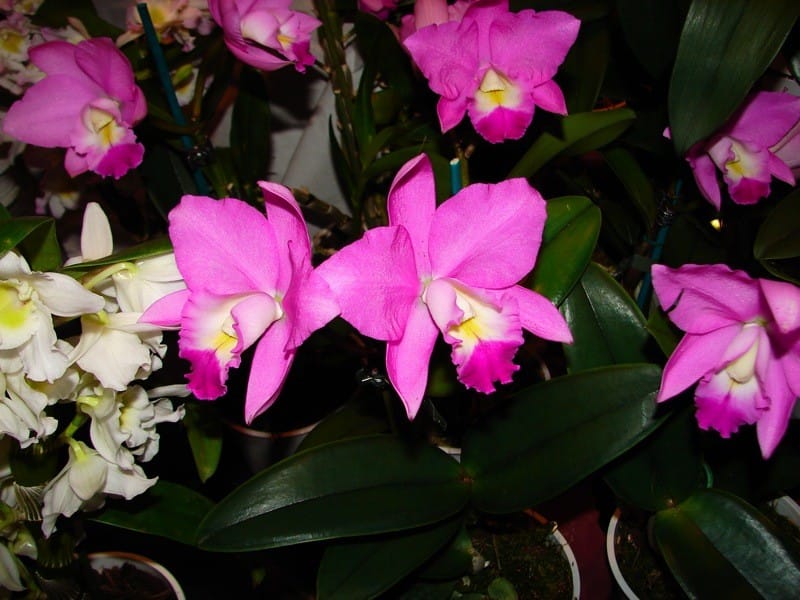 Cattleya 11 DSC01231