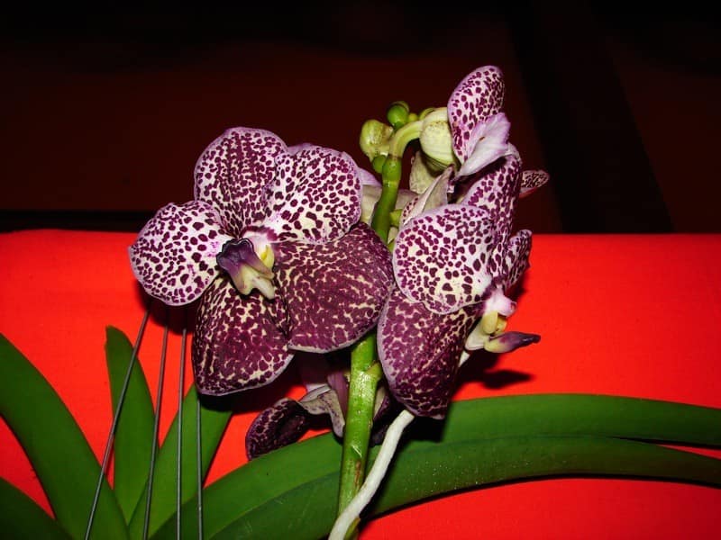 Vanda 7 DSC01249