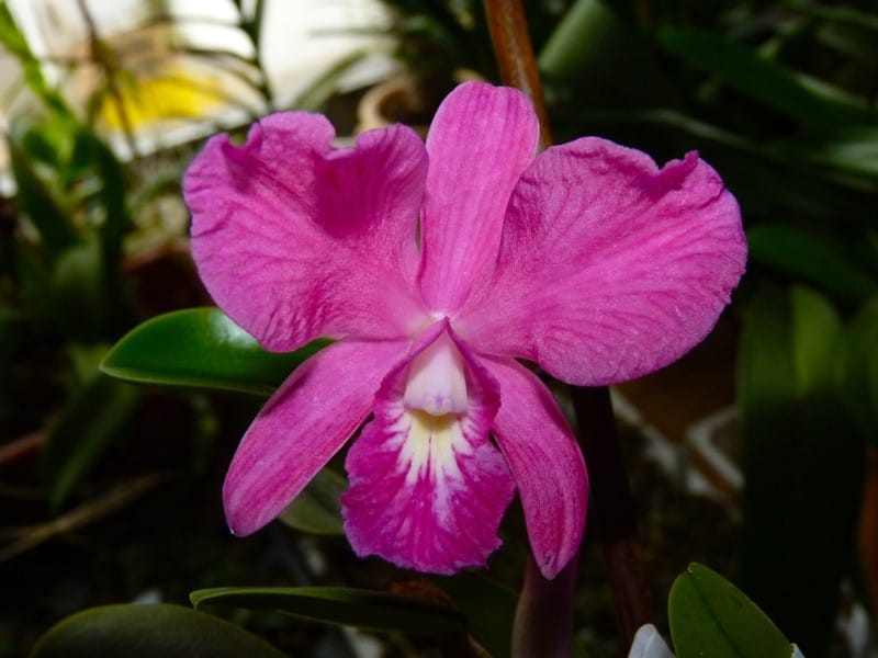 Hallo Orchideenfreunde! 10 orchi1