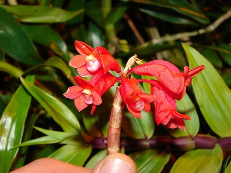 Dendrobium 9 O und M 09.02.2010 26