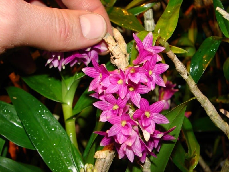 Dendrobium 8 O und M 09.02.2010 39