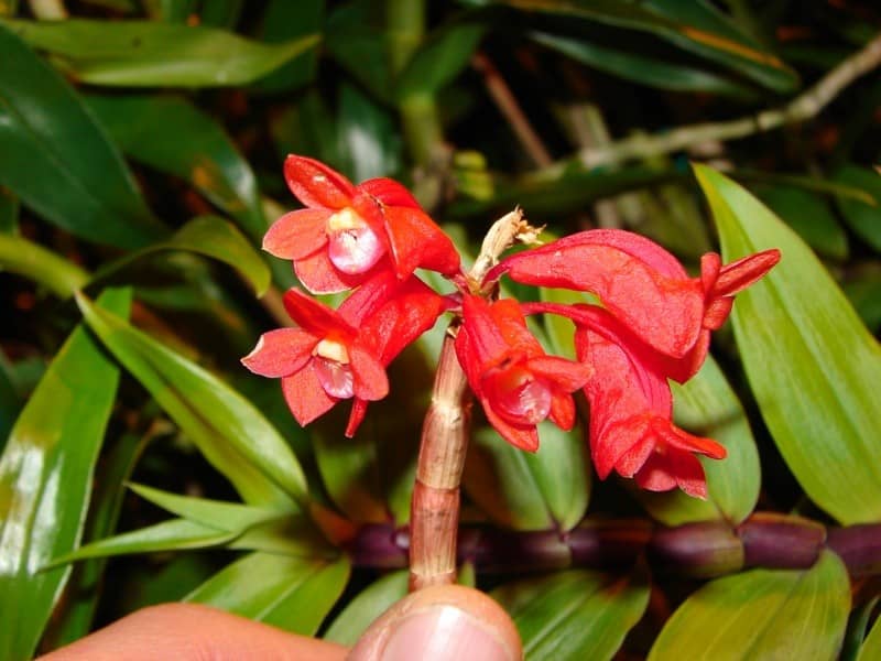 Dendrobium lawesii