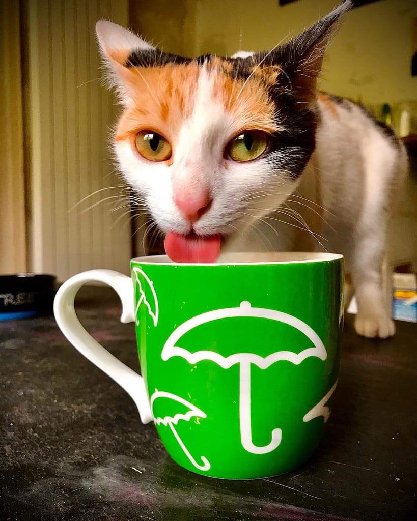 Projekt unterstützen? So geht's... 2 95252944_3025135394231252_4000548649363832832_n