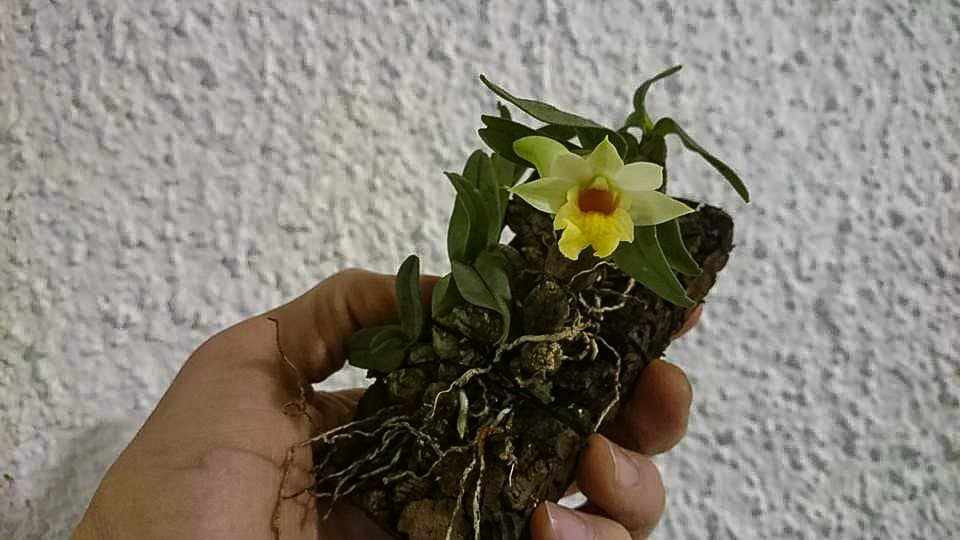 Dendrobium bellatulum 5 12743848_10205917754599160_418302140211402082_n